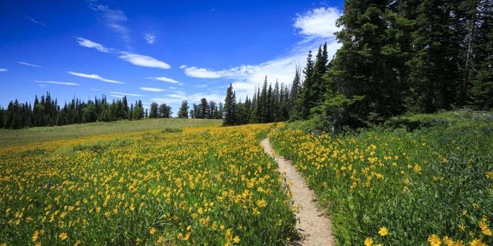 A winding path through a field of yellow flowers under a bright blue sky.